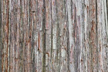 古い杉の幹（樹皮）