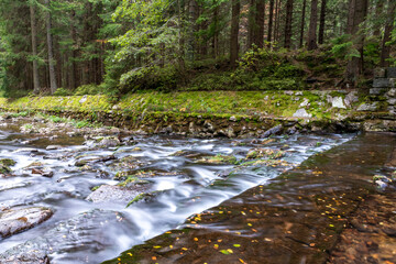 river in the forest