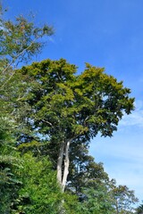 Beautiful tree in a ble sky
