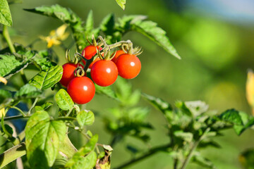 赤く染まったトマトの実