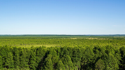 Fototapeta na wymiar panorama of the swamp