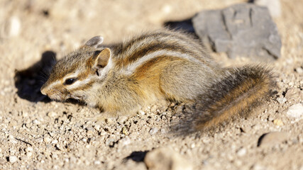 Golden-mantled Ground Squirrel, Juvenile. Nevada County, California, USA.