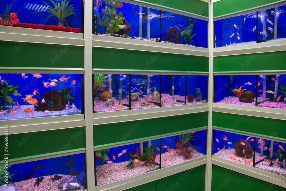 Wall mural corner rows of colourful tropical fish tanks