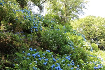 護摩堂山あじさい園（新潟県田上町）