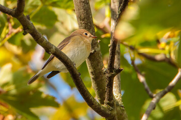 Red-breasted Flycatcher
