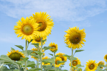 sunflowers blooming in the morning It's look like fresh