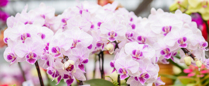 Closeup of pink and purple moth orchid