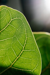 The leaf of the house plant is close.