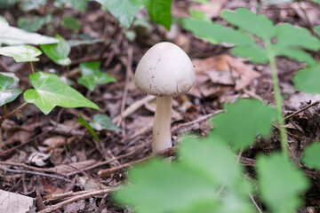 Forest mushrooms between a beautiful autumn leaves in the middle of the forest