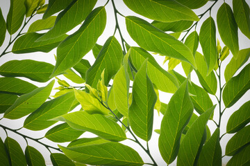 Green leaf background abstract of nature