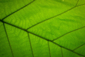 Obraz na płótnie Canvas Green leaf background abstract of nature