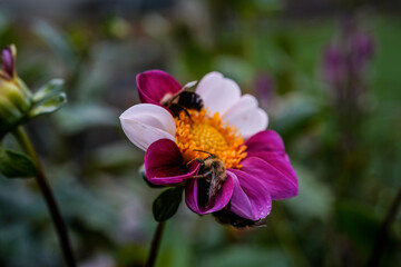 Fototapeta premium Trio of bees find coverage with one flower. Two bees on the top of the flower and one hanging on the underneath of a petal. Twyning's Smartie Dahlia flower. One bee fits perfecting inside a petal.