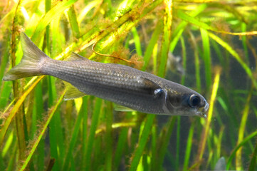 水草についた食べ物の藻を探して泳ぐワニグチボラ