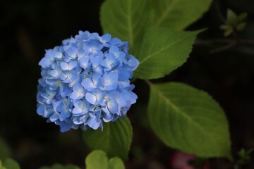 護摩堂山のあじさい（新潟県田上町）