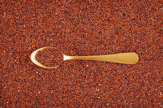 Ragi or Nachni, also known as finger millet. Gluten free healthy food. Grains in golden spoon, close-up
