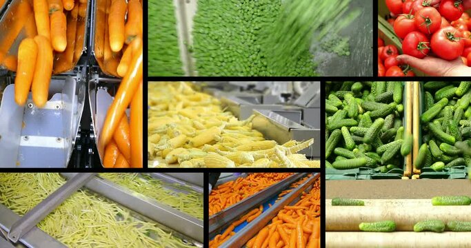 Vegetables in food processing plant, multi screen. People working, sorting tomatoes, peas, carrots, cucumbers, green beans, onions and corn on a conveyor belt in food factory. Montage in collage