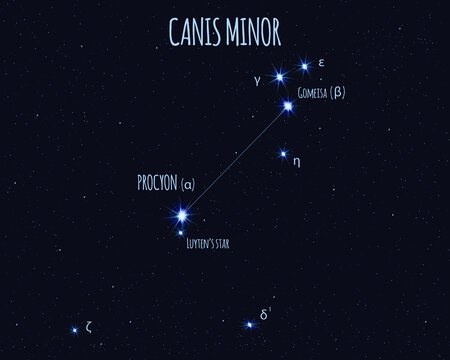 Canis Minor (The Lesser Dog) constellation, vector illustration with the names of basic stars against the starry sky