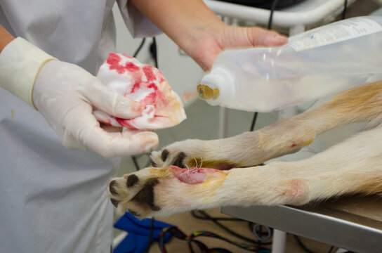 Image of a dogs leg During dewclaw removal in a veterinarian clinic.