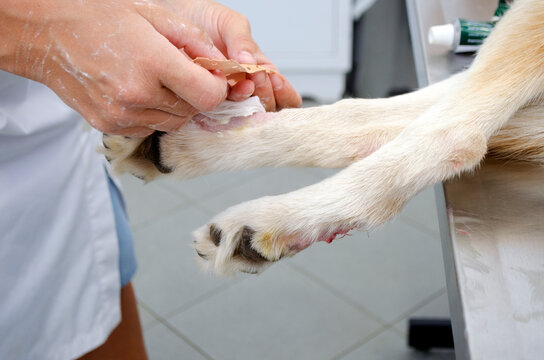 Image of a dogs leg During dewclaw removal in a veterinarian clinic.