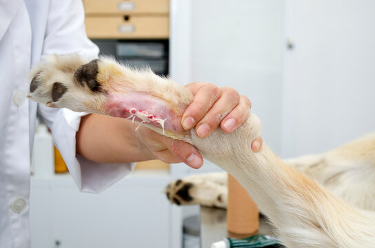 Image of a dogs leg During dewclaw removal in a veterinarian clinic.