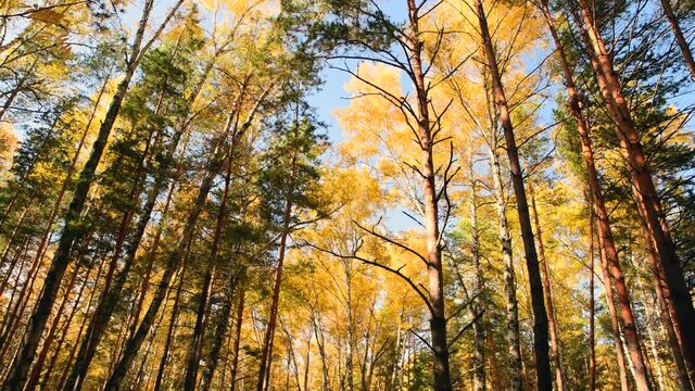 Autumn forest in the bright sun. Bright yellow birch leaves in a mixed forest with pine trees. Falling leaves.