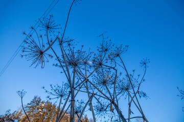 Photo of beautiful dried plants against blue sky