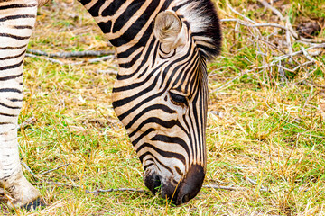 Striped zebra eats grass Kruger National Park safari South Africa.