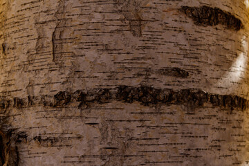 Birch bark close-up. White-black birch color close-up with a hint of yellow leaves. Background. Texture.