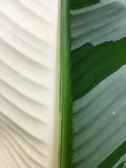 Musa Florida Variegated leaves as the background texture