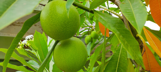 Photo of young passion fruit hanging on a tree in the Rancaekek area, Indonesia
