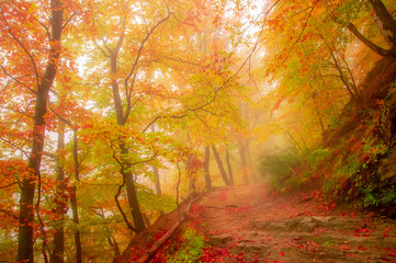 Fototapeta na wymiar Autumn in Cozia, Carpathian Mountains, Romania. Vivid fall colors in a misty forest during a autumn light rain. 