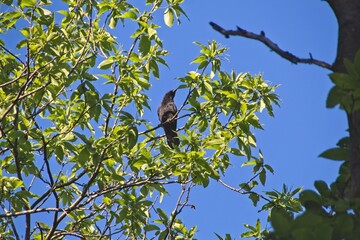 crow on a branch