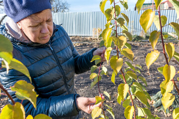 A female gardener inspects a damaged branch of an apple tree. Seasonal work in the garden.