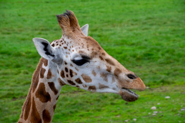 A closeup of a Rothschild's giraffe in grassland.