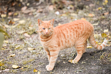 Stripped ginger homeless cat with different color eyes walking yellow fallen leaves, golden autumn