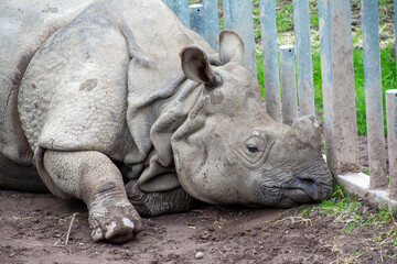 Obraz premium An Indian Rhinoceros lying on the ground.