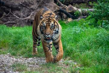 Fototapeta na wymiar A Sumatran Tiger walking through forest.