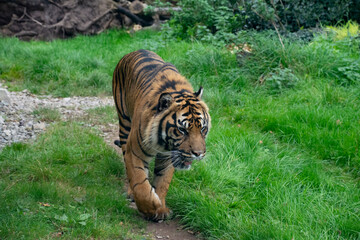 A Sumatran Tiger walking through grassland.