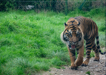 A Sumatran Tiger walking through enclosure.