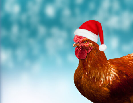 Red rooster in a Christmas hat on blue background.
