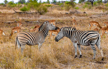 Obraz na płótnie Canvas Beautiful zebras impalas in Kruger National Park safari South Africa.