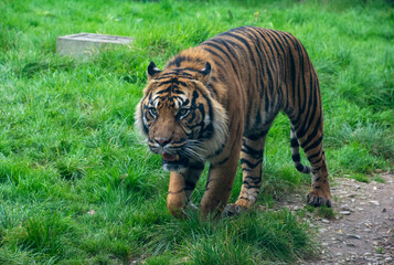 A Sumatran Tiger walking through grass.