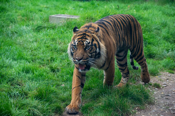 A Sumatran Tiger walking through grassland.