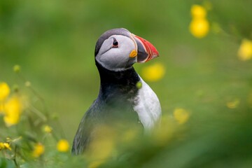 Papageientaucher Papageitaucher Island