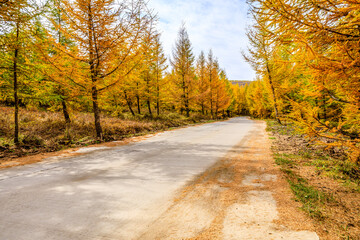 Obraz premium Empty road and yellow pine forest natural landscape in autumn.Road and woods background.