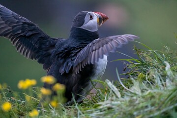 Papageientaucher Papageitaucher Island