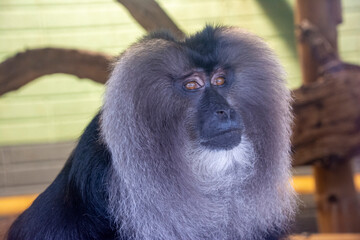 Portrait of a Lion-tailed Macaque.