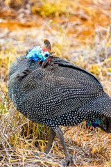 Helm Guinea Fowl bird Kruger National Park safari South Africa.