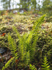 Sun shines through green leaves of fern. Close up view of grass, moss and other plants in autumn forest.