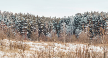 Panorama view of field with dried grass and coniferous forest. Natural background with trees under snow. Rural landscape. Snowy weather.